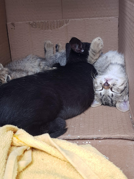 Foto 2 Armazém do Gato