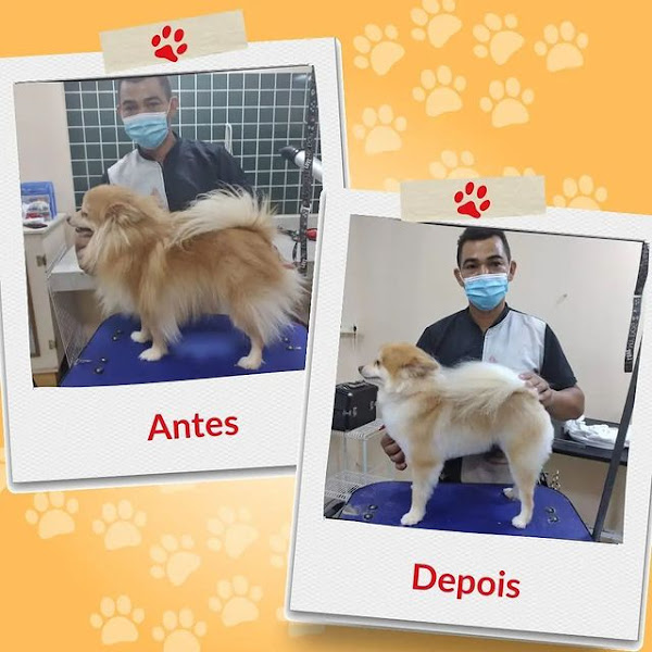 Foto 2 Doce Faro Pet Care