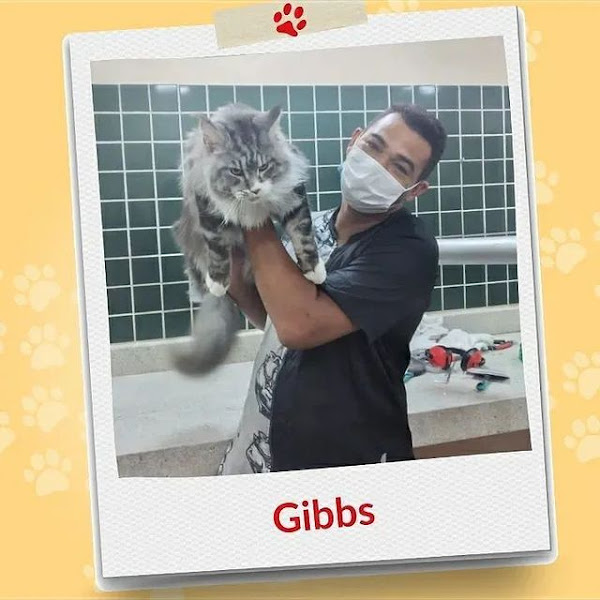 Foto 3 Doce Faro Pet Care