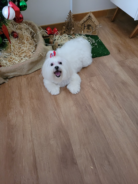 Foto 1 PetShop + Saúde