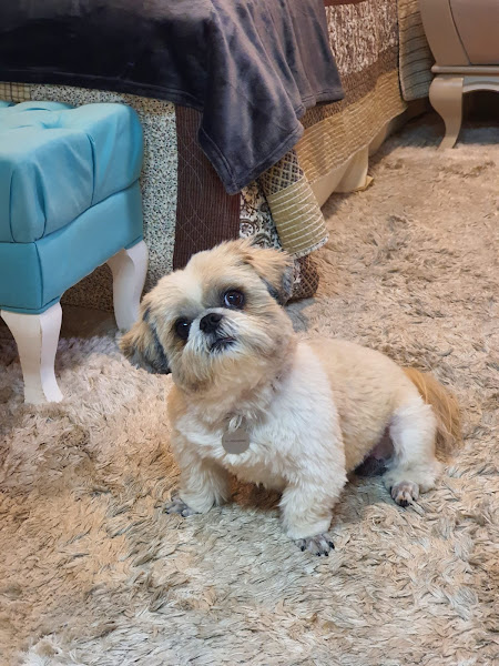 Foto 2 PetShop + Saúde