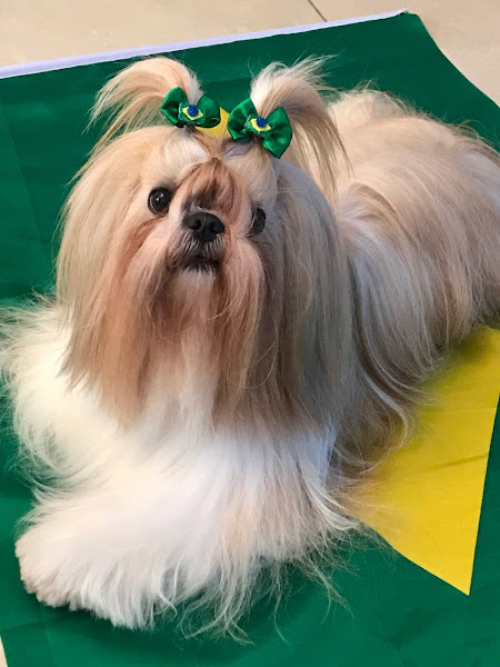 Foto 3 PetShop + Saúde