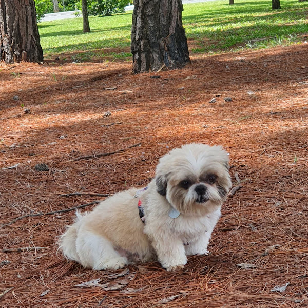 Foto 4 PetShop + Saúde