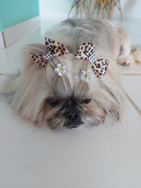 Foto 2 Pet shop Amigão