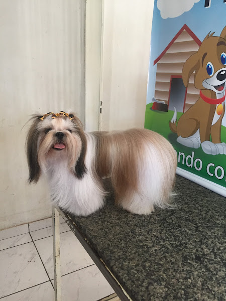 Foto 4 Pet shop Amigão