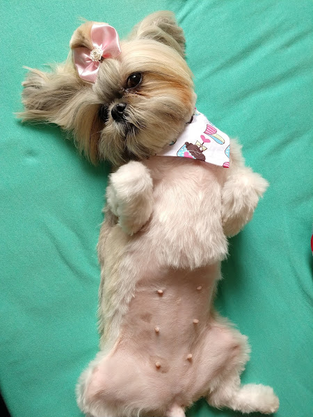 Foto 5 Pet shop Amigão