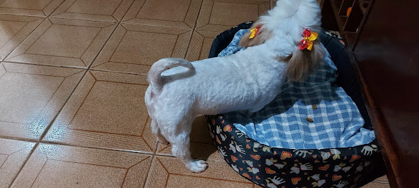 Foto 4 BsBichos Pet Care