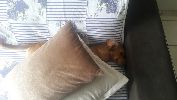 Foto 1 Pet Maniacs Produtos Veterinários