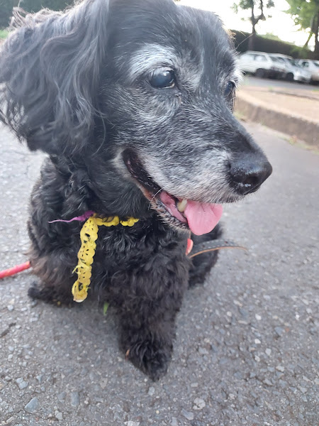 Foto 3 Pet Maniacs Produtos Veterinários