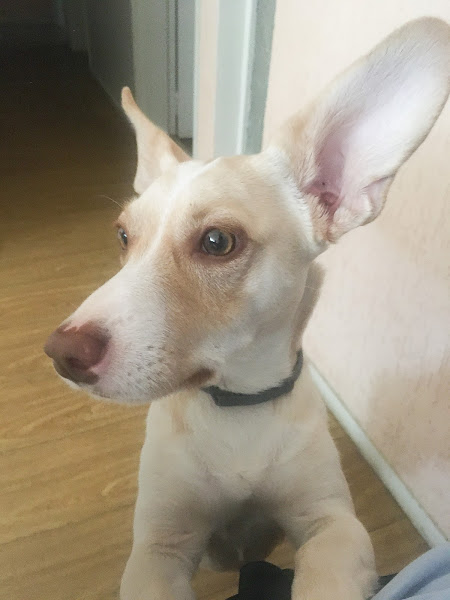 Foto 3 Vida Animal Veterinária e Pet Shop