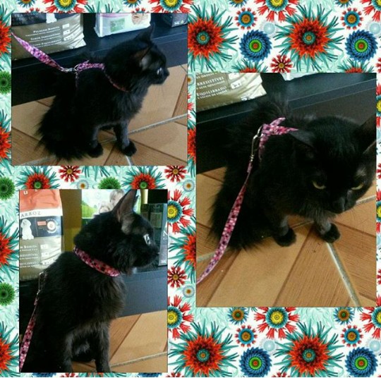 Foto 2 Pet Shop Amigos da Nina