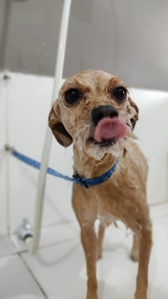 Foto 3 Patas e Pêlos