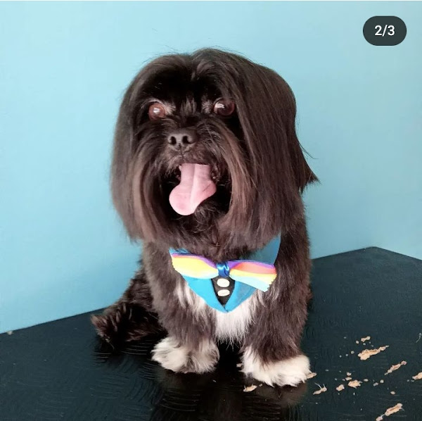 Foto 1 Pet Shop Au Ki Mia