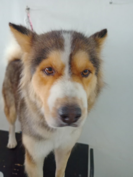 Foto 5 Pet Shop Au Ki Mia