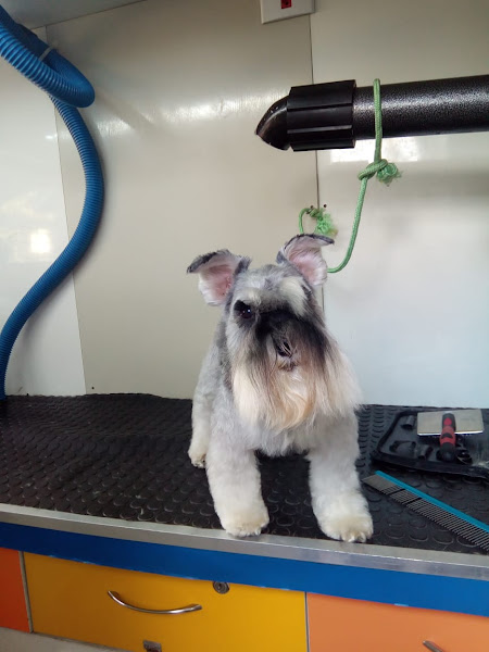 Expresso Pet Shop Móvel - Lago Sul