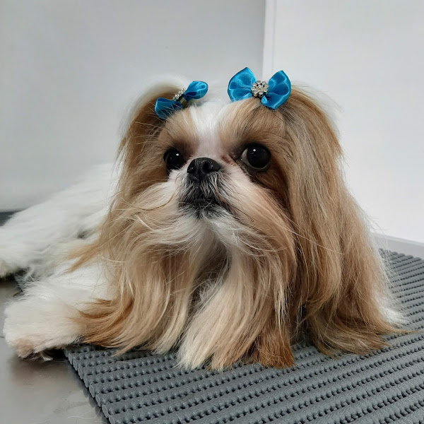 Lilla's Pet- Clínica Veterinária e PetShop