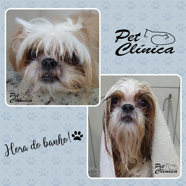 Foto 1 Pet Clínica Veterinária