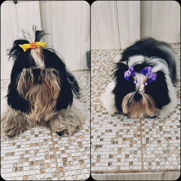 Foto 1 Joy Pet Pet Shop E Boutique