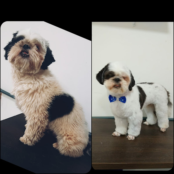 Foto 3 Joy Pet Pet Shop E Boutique