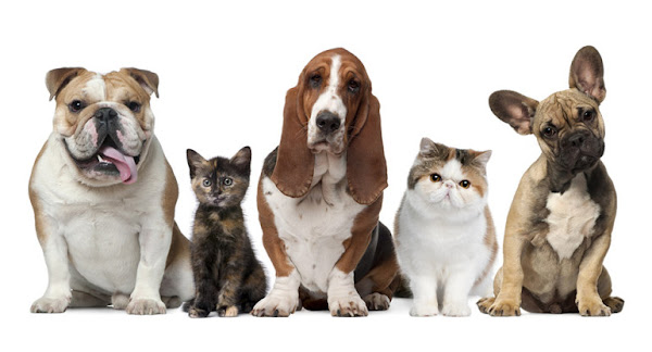 Foto 4 Joy Pet Pet Shop E Boutique