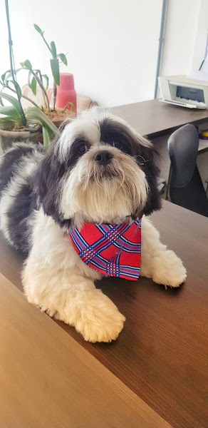 Foto 5 Joy Pet Pet Shop E Boutique