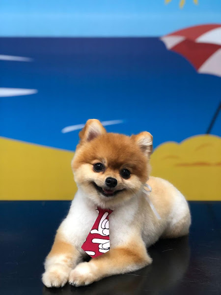 Foto 1 Best Buddy Petshop