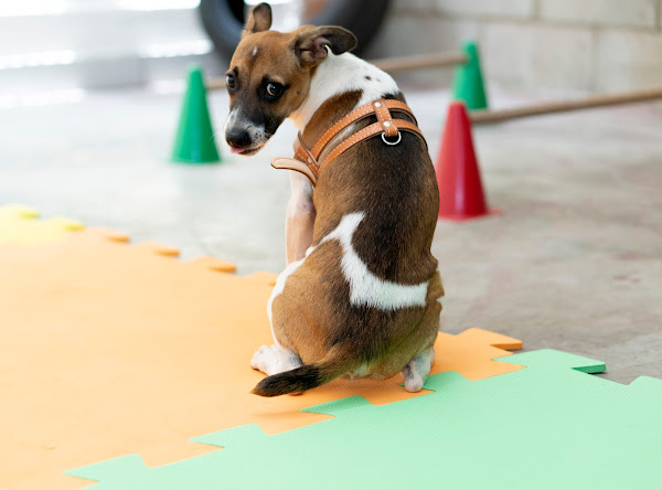 Foto 5 Peludos & Cia Pet shop - Banho e tosa