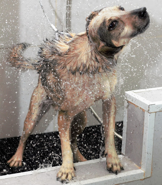 Foto 6 Peludos & Cia Pet shop - Banho e tosa