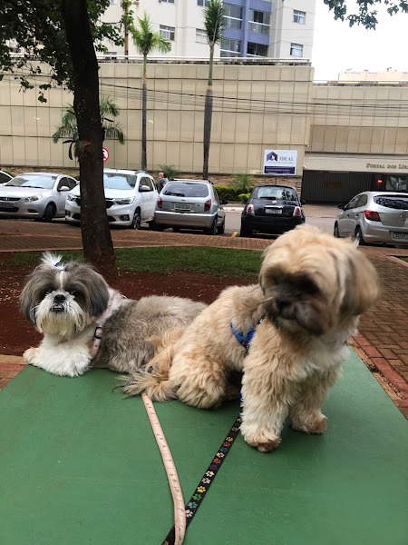 Foto 2 Pet Shop Ki Late