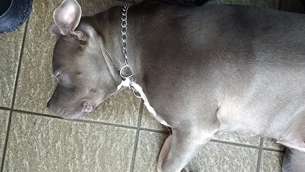 Foto 4 Pet Shop Ki Late