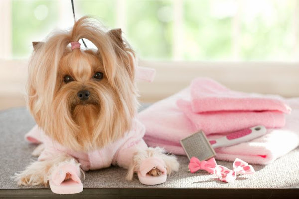 Foto 2 Estilo Animal - Clínica Veterinária e Pet Shop