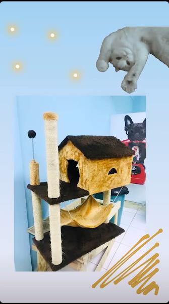 Foto 3 PET SHOP BICHARADA