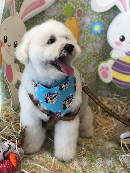 Foto 1 Mania de Bichos