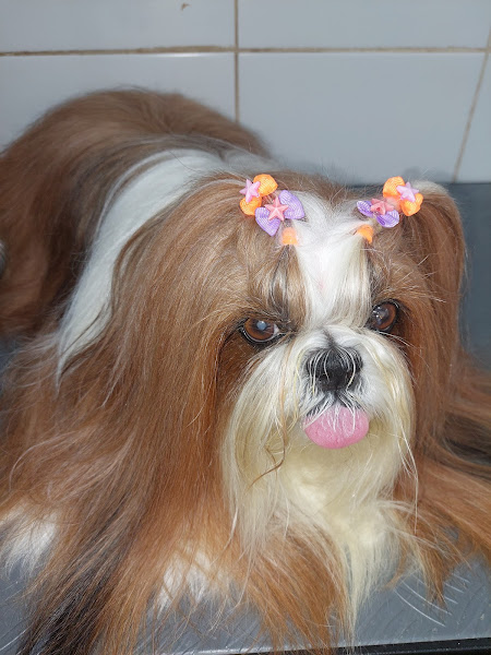 MIMO PET ESTETICA ANIMAL MIMO PET ESTETICA ANIMAL