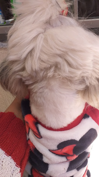 Foto 2 Fora da Casinha Pet Shop