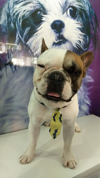 Foto 4 Fora da Casinha Pet Shop