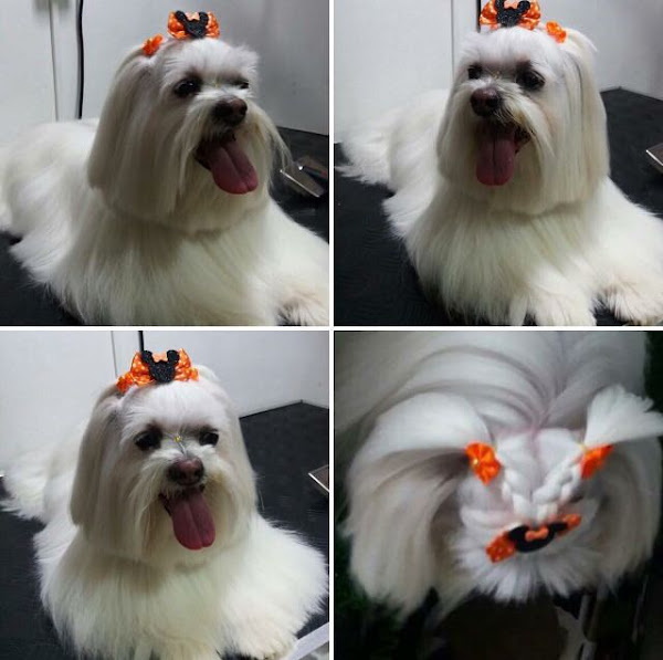 Foto 2 Lucão Pet Store - Unidade Vista Shopping