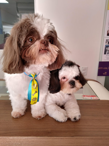 Pet Shop - Pet Star Hospital Veterinário 24H