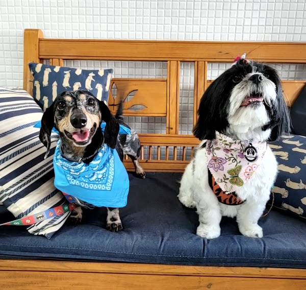 Foto 2 Au Au Petshop