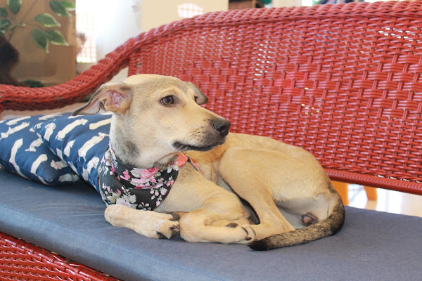 Foto 5 Au Au Petshop