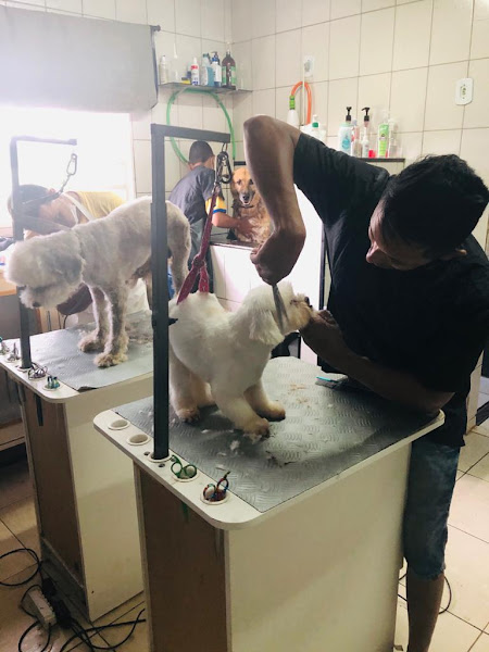 Foto 4 PET SHOP FASHION DOG