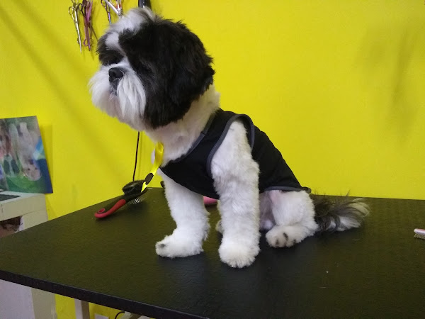 Foto 2 Tic Tac Pet Shop