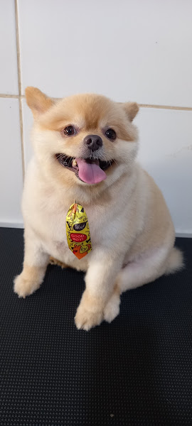 Foto 2 Pet shop Exclusive