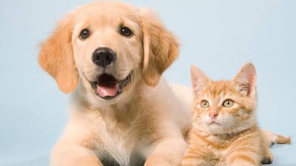 Foto 1 Pet Clube - Pet Shop