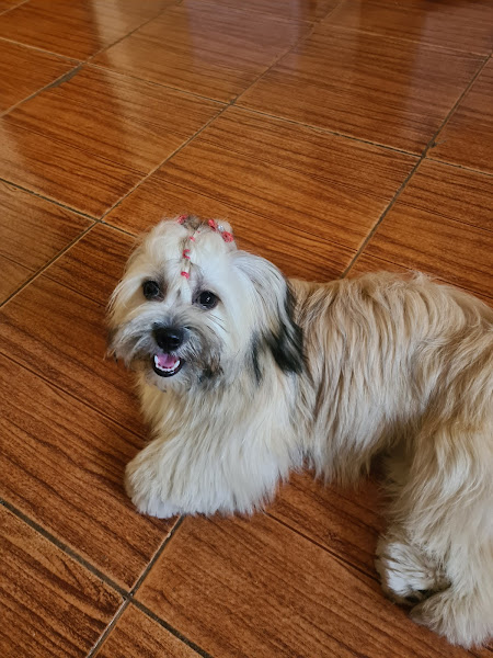 Clínica Veterinária Dog Tique