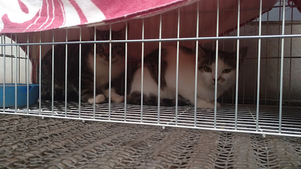 Foto 1 Clínica Veterinária Dog Tique