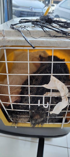 Foto 2 Clínica Veterinária Dog Tique