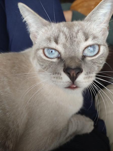 Foto 3 Clínica Veterinária Dog Tique