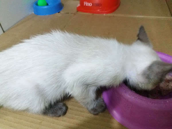 Foto 5 Clínica Veterinária Dog Tique