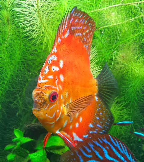 Foto 2 Boutique Dupet Pet Shop